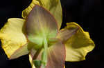 Fourpetal St. Johnswort